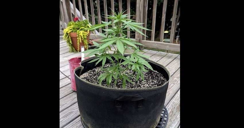 CASEY: Pen a weedy limerick, win a pot plant!
