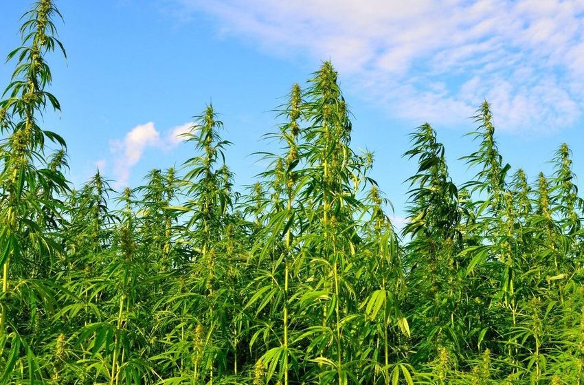 Senate Panel Drops Hemp THC Ban From Agriculture Spending Bill
