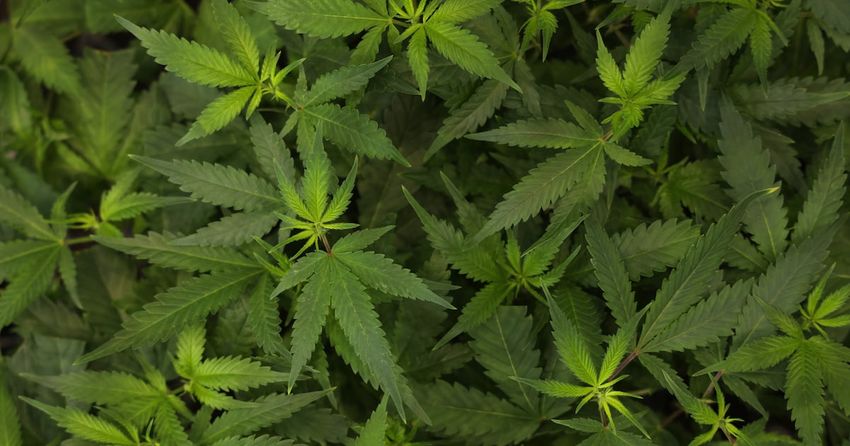 Pennsylvania senators introduce bipartisan bill to legalize recreational marijuana