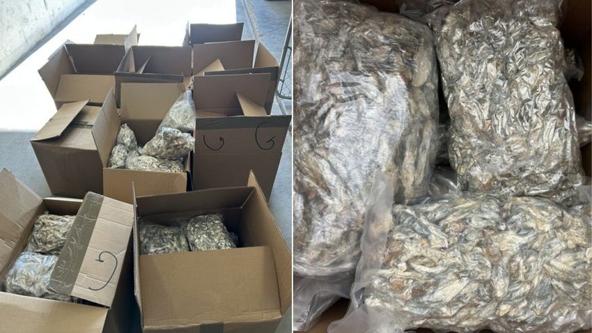  Semi-truck driver arrest for hauling 135 pounds of marijuana and 117 pounds of mushrooms. There goes my weekend party plans, the bastahds [Fail]