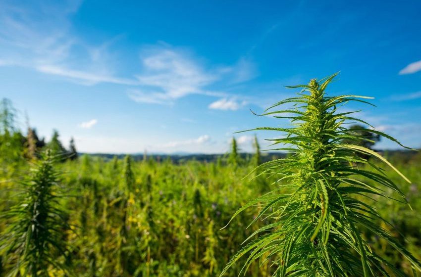  U.S. House Committee Advances Spending Bill That Would Block Cannabis Rescheduling