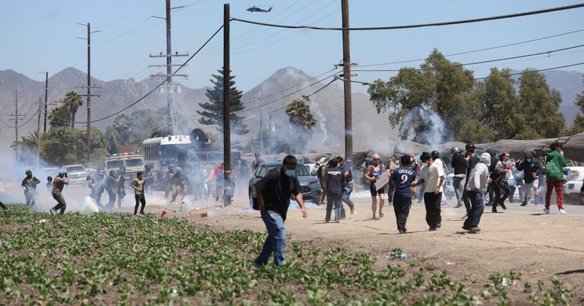  Federal immigration agents carry out sweep at Ventura County cannabis farm (Los Angeles Times)