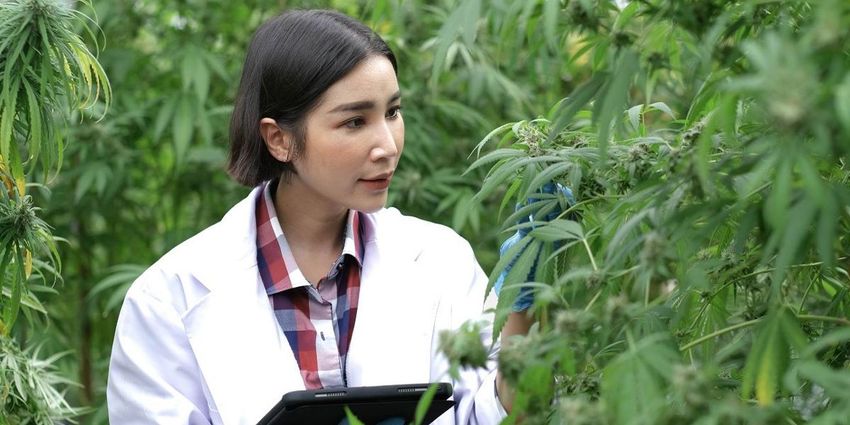 Surprising new study says marijuana alters human genes in ways similar to smoking cigarettes