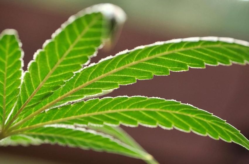  Massachusetts has sold $8 billion worth of weed since 2018, CCC announces
