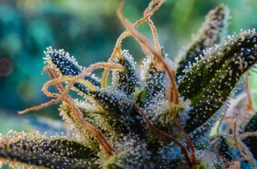 Curaleaf Holdings Reports Increasing International Cannabis Sales For Q1 2025 But Risk Remains High