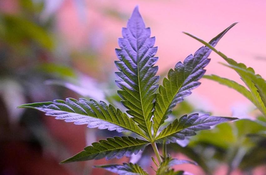 Budding problems: Tyngsboro marijuana testing facility ordered shut over mold, yeast concerns
