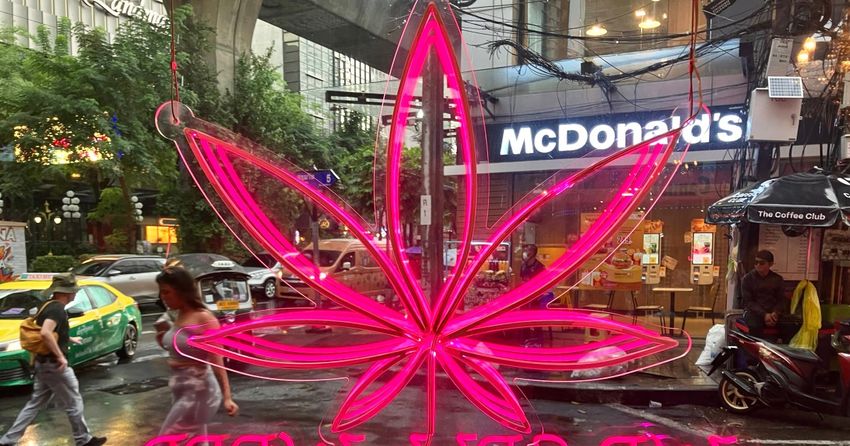 As Thailand does U-turn on legal cannabis, businesses scramble to survive