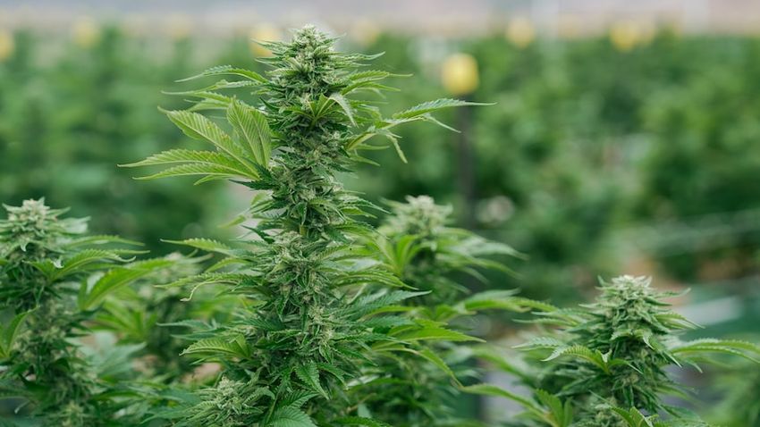 Tasmanian medicinal cannabis doctors doing ‘really good job’ amid crackdowns on prescribers