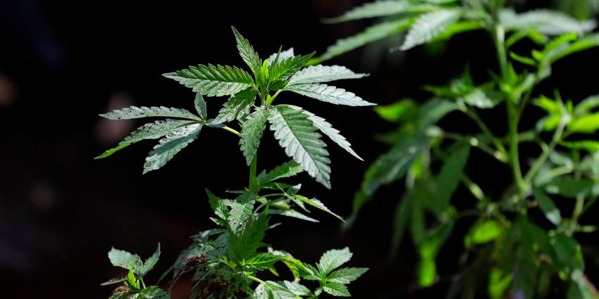 Legal Marijuana’s Disastrous Legacy (Charles Fain Lehman/Wall Street Journal)