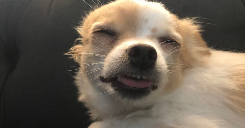  What To Do If Your Dog Eats Weed