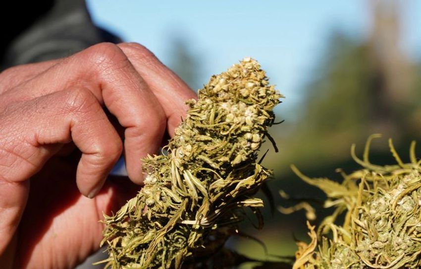 Legal cannabis blooms in Morocco but black market still beckons