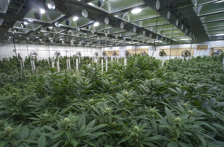 Federal raids on California marijuana farms uncover child labor, spark violent clashes