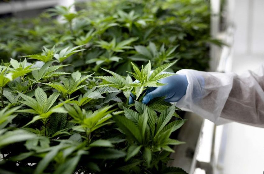 Turkey Legalizes Medical Cannabis Sales In Pharmacies