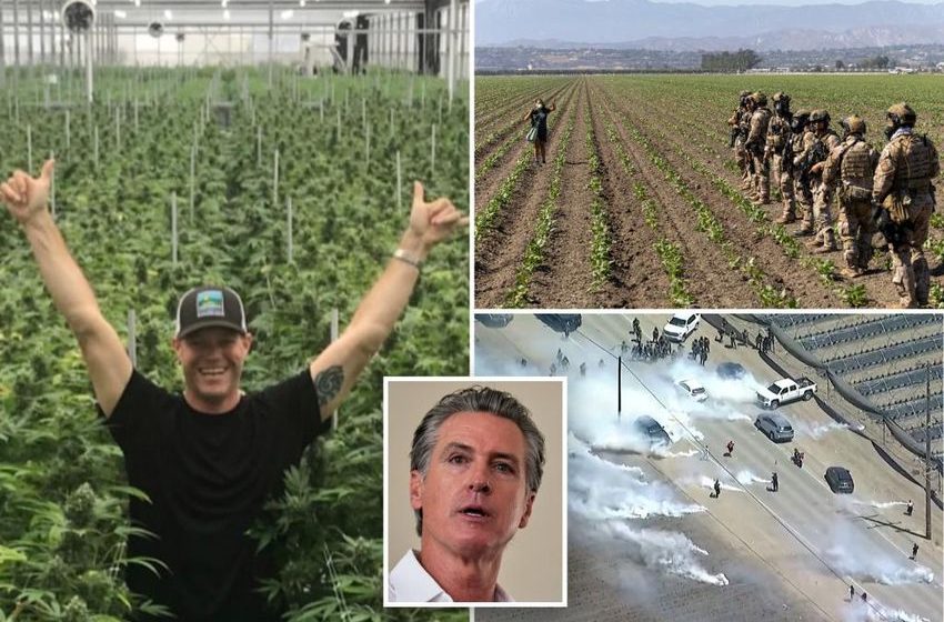 Founder of Cali pot farm where ICE rescued dozens of kids and busted 300+ migrants donated to Gavin Newsom, other Dems