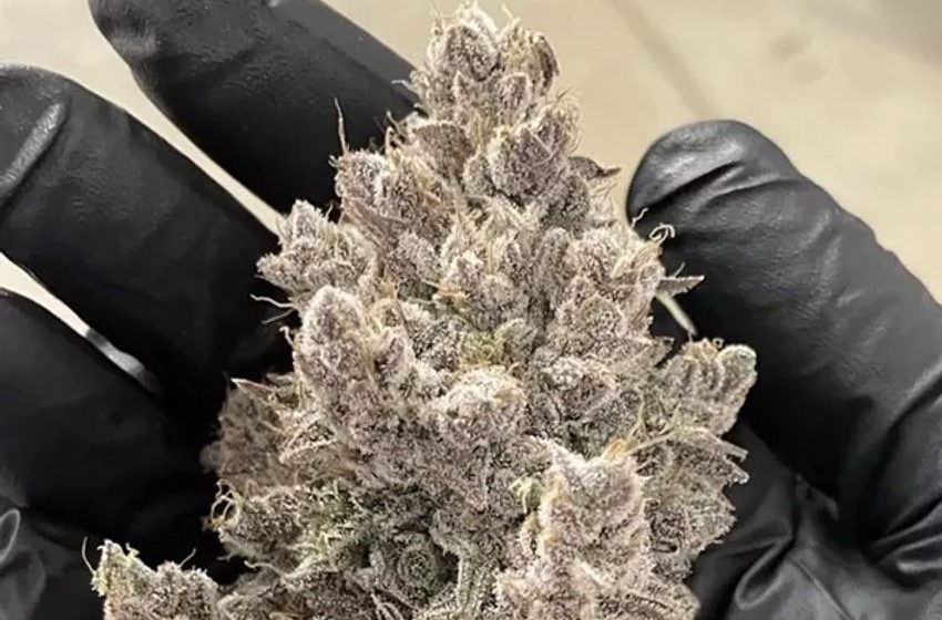 High Prices and Muted Marketing Stunting Ohio’s Cannabis Industry, Observers Say