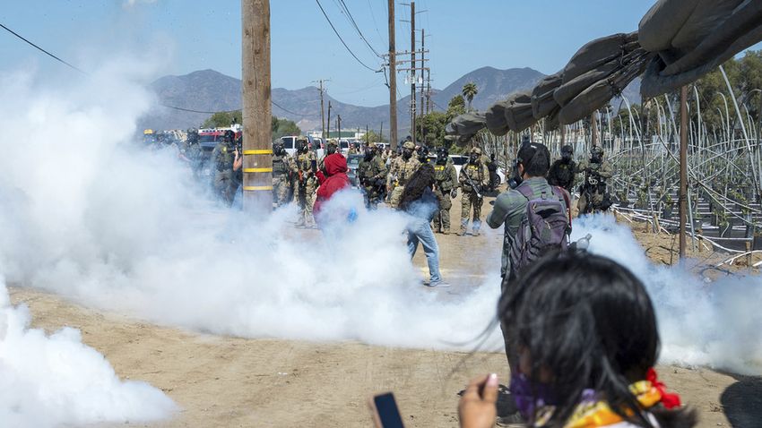 Chaos breaks out during immigration raid on world’s largest cannabis farm (VIDEOS)
