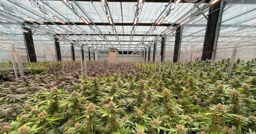 Missouri regulators revoke license of Springfield marijuana manufacturer