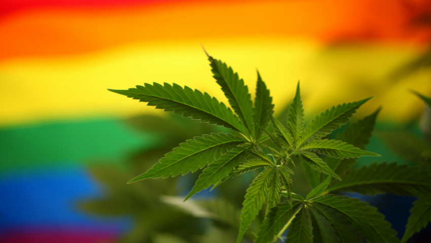 Honoring LGBTQIA+ Cannabis Trailblazers: A Pride Month Reflection