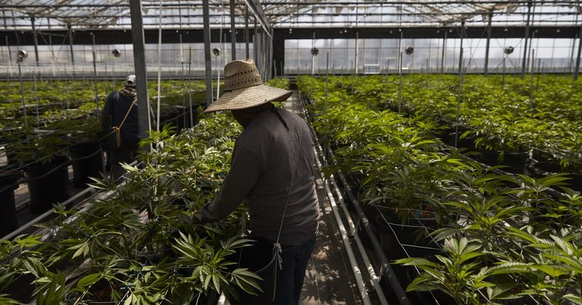  ‘This tax could kill this industry.’ California cannabis operators brace for increase