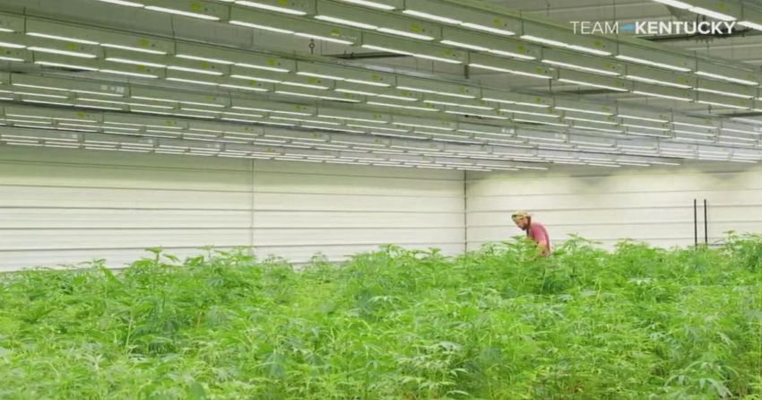 Kentucky facility begins cultivating state’s first medical cannabis inventory
