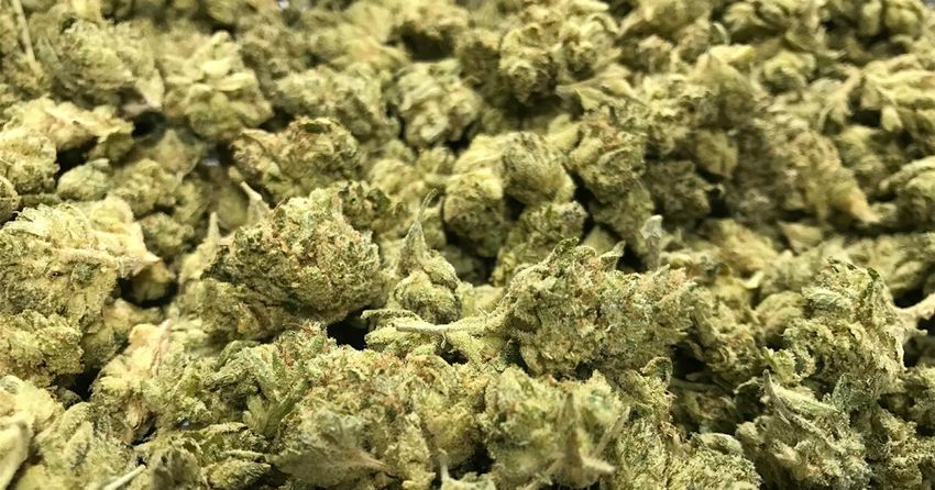 San Diego scientists try to unlock the secrets of cannabis