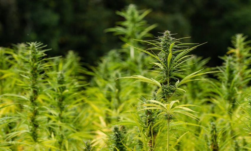 Using Hemp Flour And Oil Can Make Gluten-Free Baked Goods With ‘Optimal’ Texture And ‘Significant’ Nutrition, Study Shows