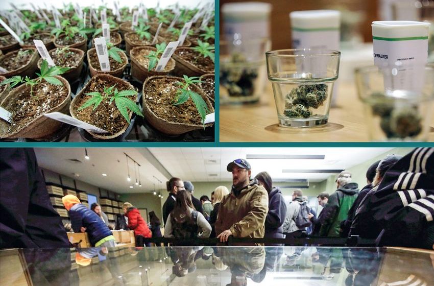 Taking the measure of legal pot