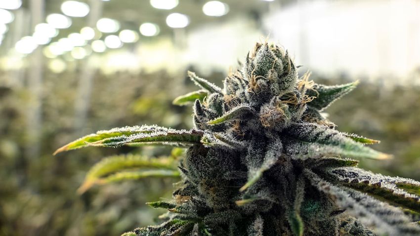  Doctor sounds alarm: Does cannabis stop cancer immunotherapy from working?