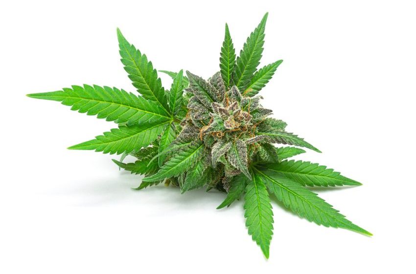  Texas Medical Marijuana Industry to Push for Hemp Age Restrictions