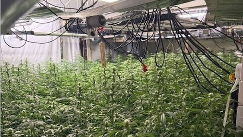  Two held after €750,000 worth of cannabis seized in Louth