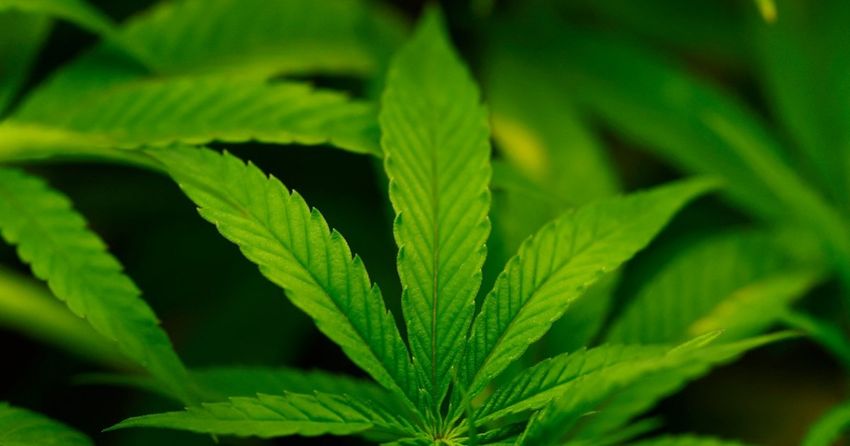 Trump says he may reclassify cannabis as less dangerous drug