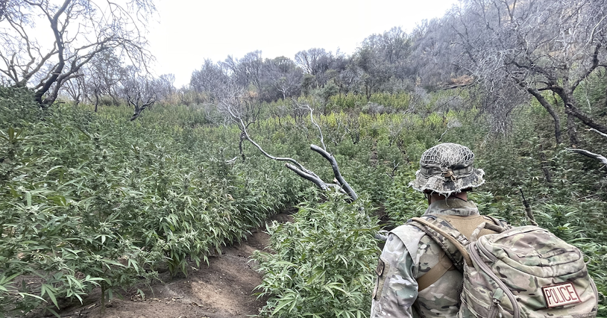 National Park Service Rangers Remove Illegal Marijuana Cultivation Site from Sequoia National Park, California