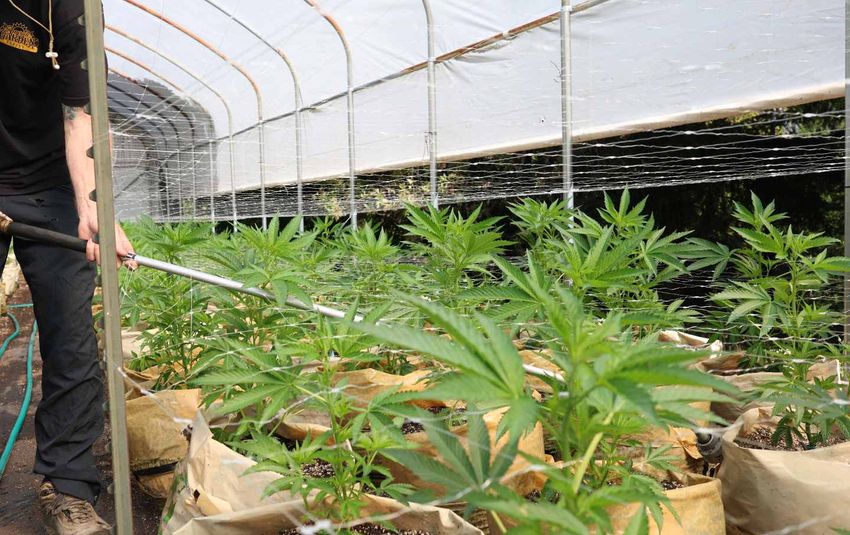  California’s Small Cannabis Farmers Have Been Left High and Dry