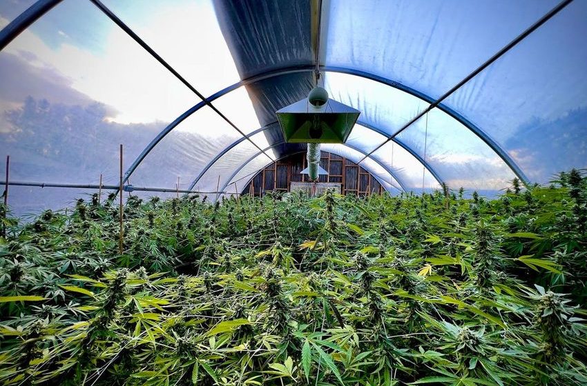  Businesses Unite Under Cannabis Association Of New Mexico