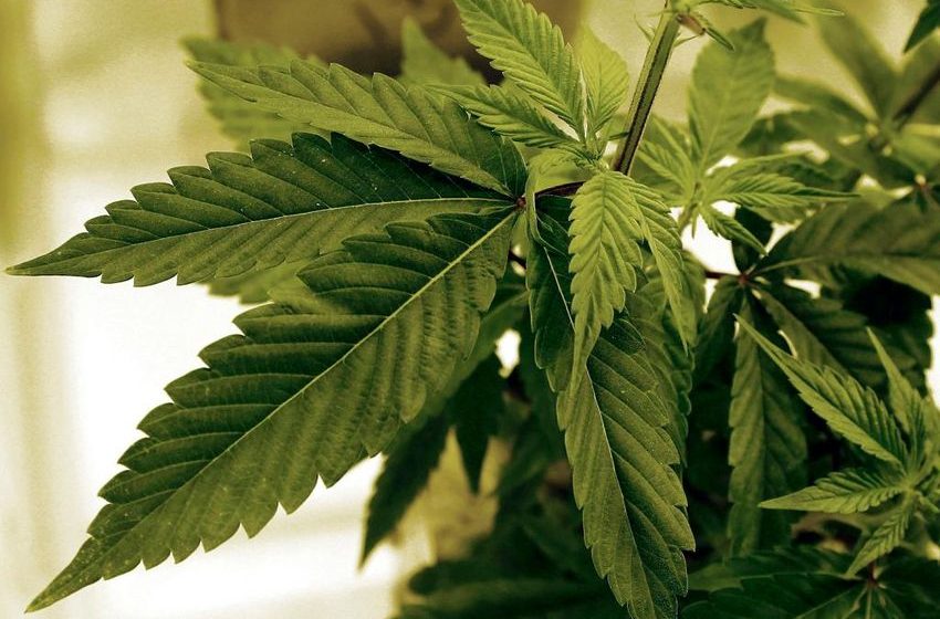  Robin Westman’s pot connection is another reason to go slow on looser rules for weed