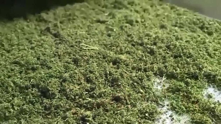  NH governor says state law won’t change if Washington reclassifies drug