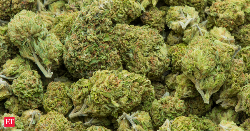 Bags full of 40 kg ganja: Woman packs Rs 14 crore worth of marijuana but NCB unpacks her “high” plot at Hyderabad Airport