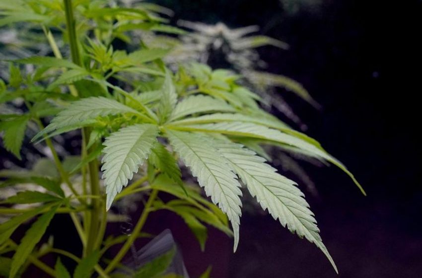 Michigan marijuana testing lab has Lansing license revoked, owners banned