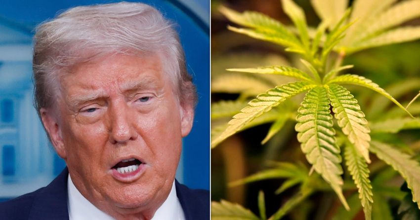  Here’s What Marijuana Insiders Think About Trump And Weed Reclassification