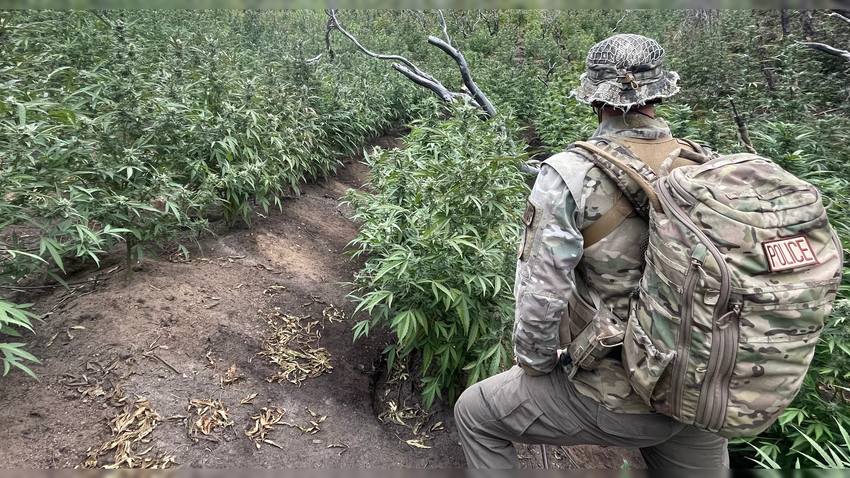  Officials Remove Thousands of Marijuana Plants in National Park