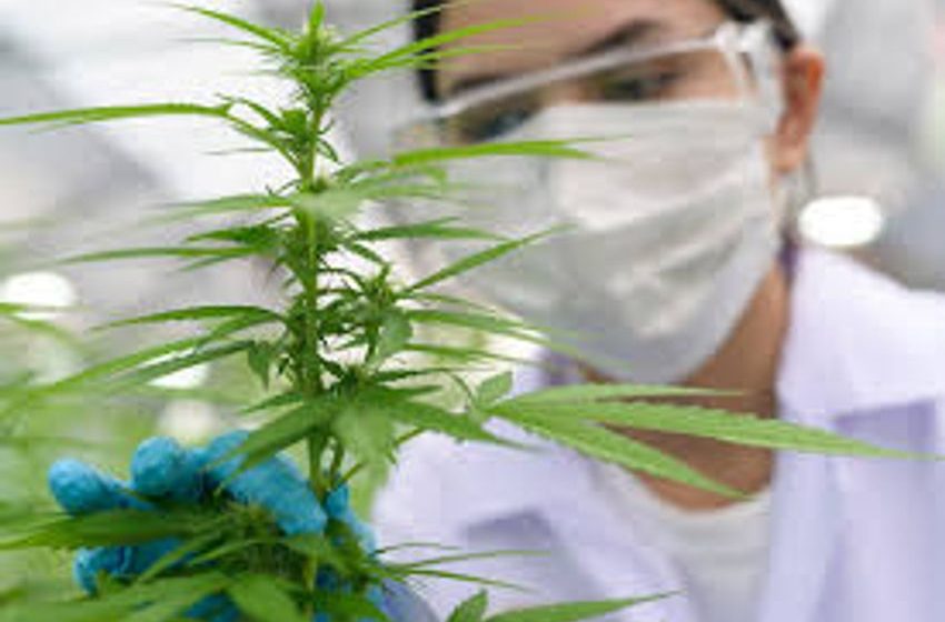  Cannabis Data Speaks Loudly