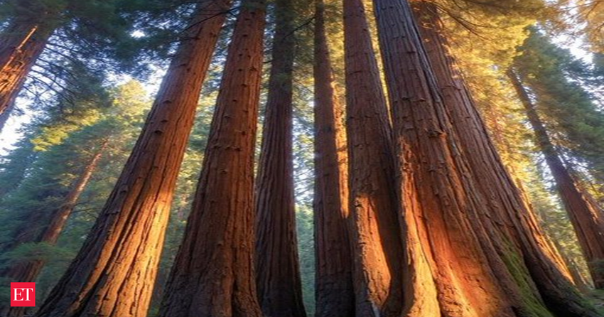 Thousands of marijuana plants removed from California’s Sequoia National Park: Where is it located?