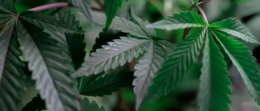  From Amsterdam to America: Why US Growers Choose European Genetics