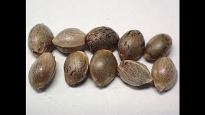 Sniffer Dog Busts Cannabis Seed Smugglers