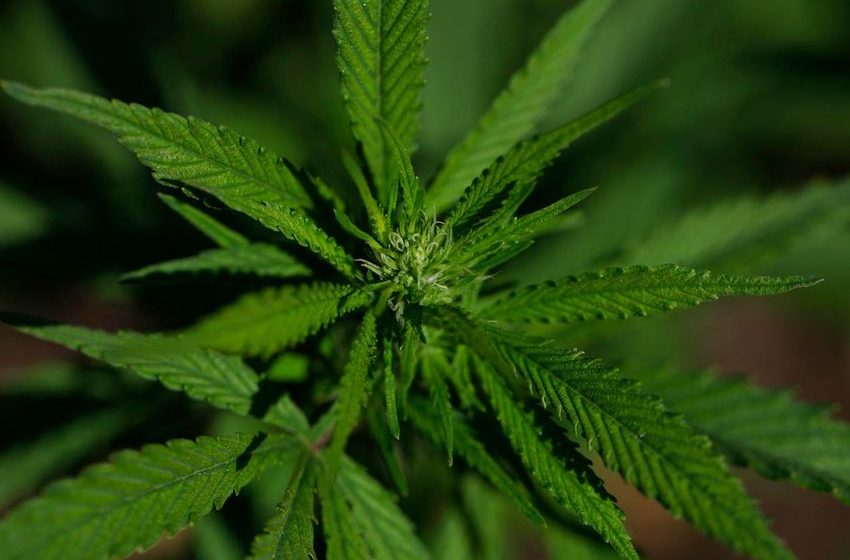 Tilray Brands: Path To 5x Growth For TLRY Stock