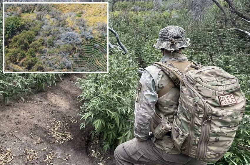 More than 2,000 illegal marijuana plants removed from California’s Sequoia National Park
