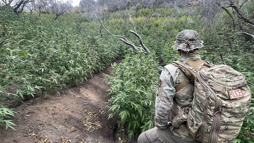  Federal crews found a couple thousand Marijuana plants being illegally grown in Sequoia National Park, but don’t worry. They destroyed them all so we’re safe now [Stupid]