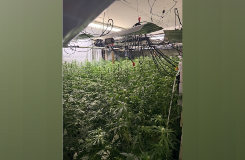  Major drug bust in Louth shuts down ‘sophisticated’ cannabis farm