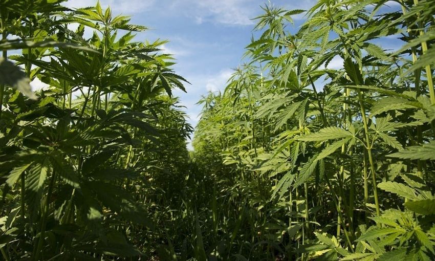 Rural Texans Say Hemp Is An Economic And Health Lifeline As State Lawmakers Push Ban