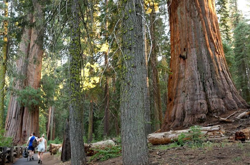 Rangers clear thousands of illegal marijuana plants from popular national park